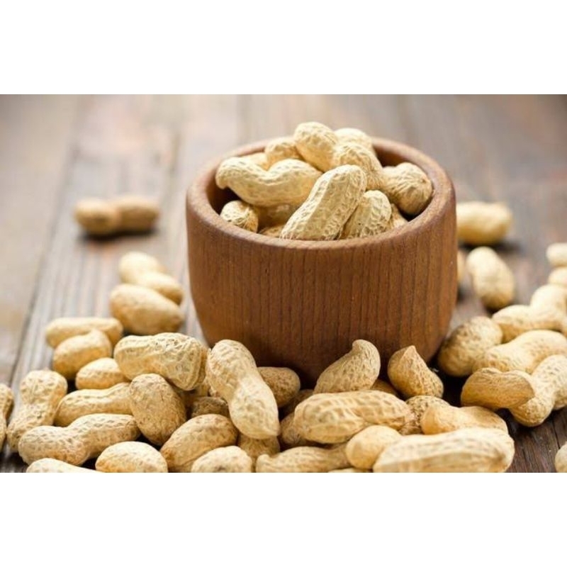 

Senzu Bean - Kacang Dragon Ball