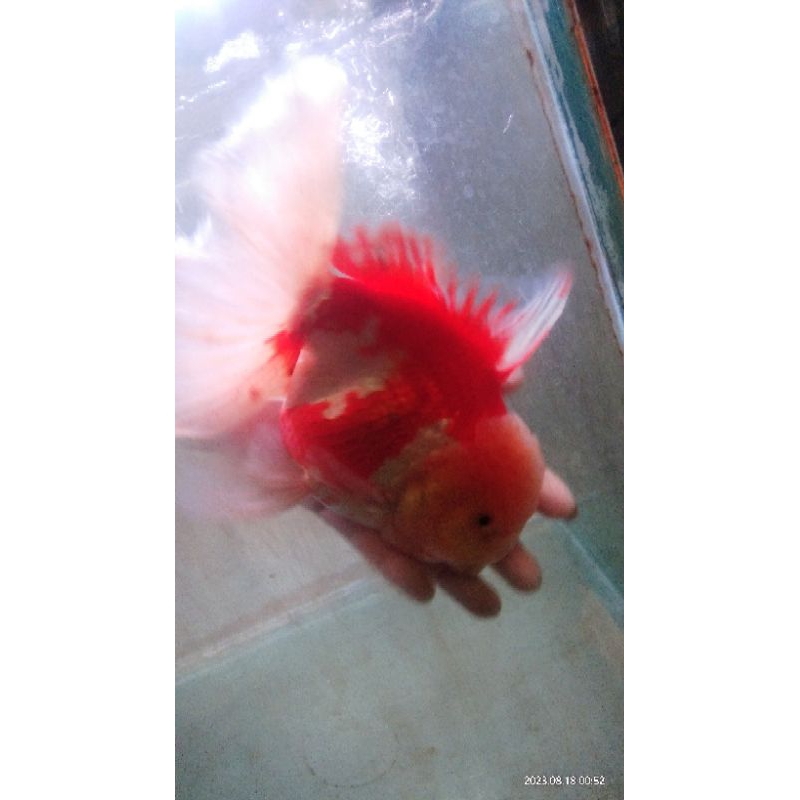 

ikan mas koki oranda red white jumbo