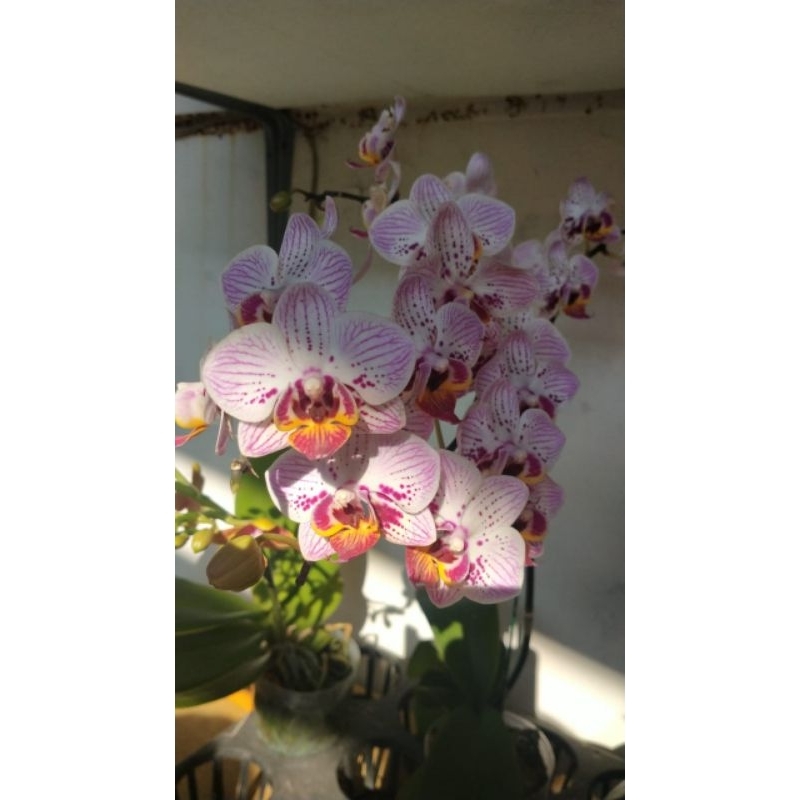 JUAL ANGGREK BULAN MINI MURAH PREMIUM CORAK PUTIH
