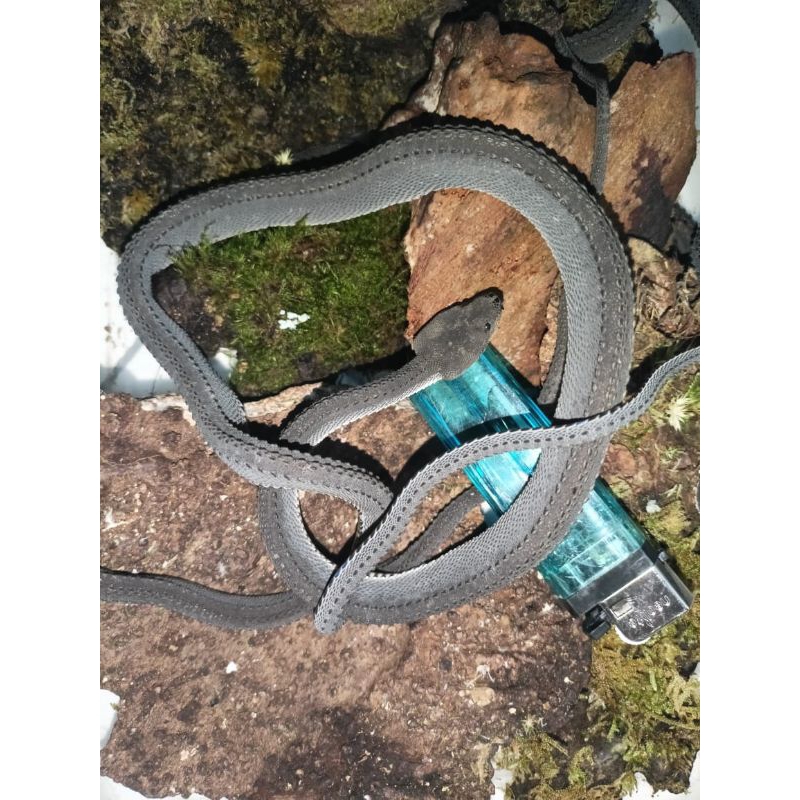 dragon snake