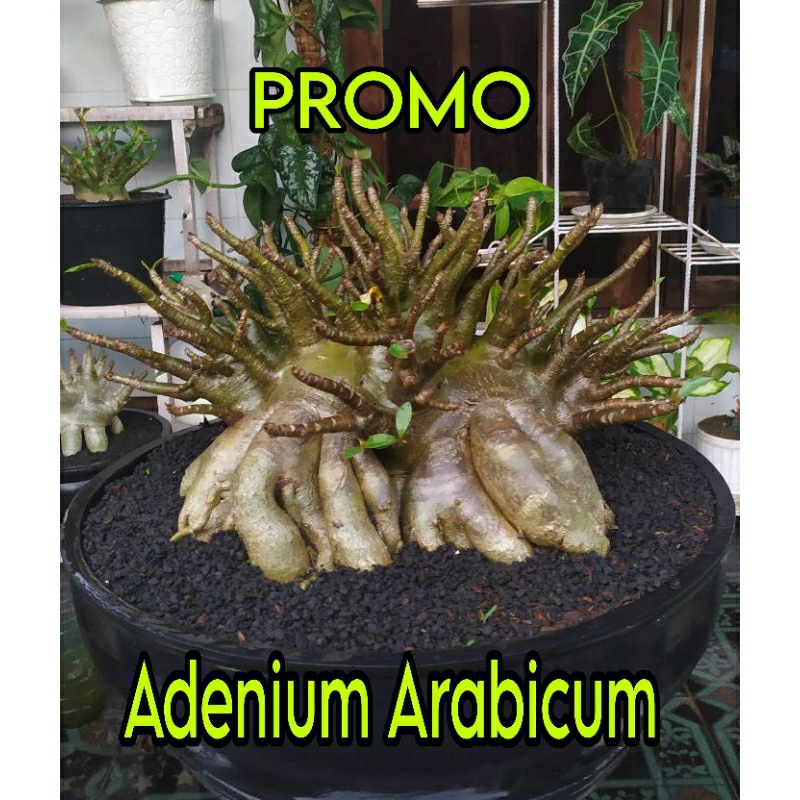 ADENIUM KARAKTER | GODJI | NOMSOOD | ARABICUM HYBRID | BONSAI KAMBOJA | ARABICUM REMAJA | KAMBOJA KE