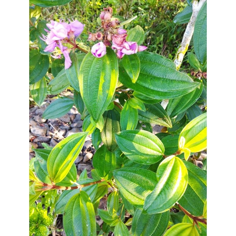 

DAUN SENGGANI / DAUN HARENDONG SEGAR 250gr/500gr