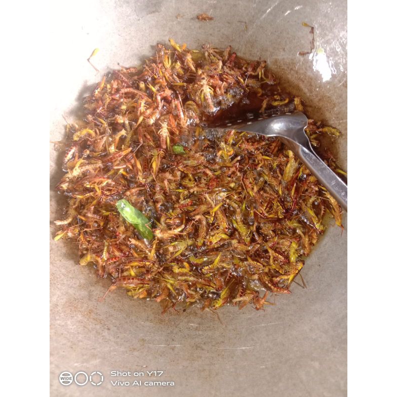 

2Xbtygneal Sakha Snack ) Belalang Goreng Kecil Isi 250 Gram ( Walang Utes )