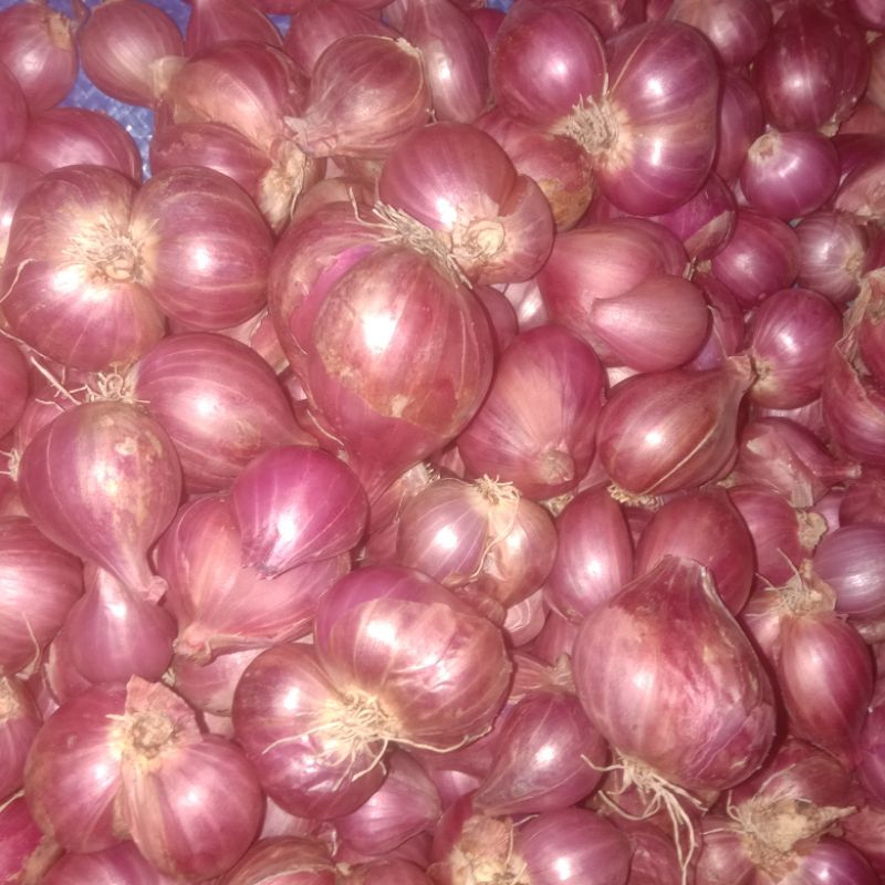 

bawang merah probolinggo 1kg