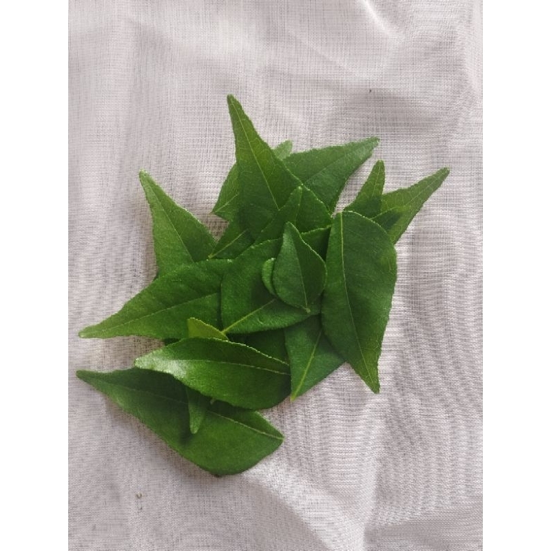 

DAUN KARI / SALAM KOJA/ MURAH