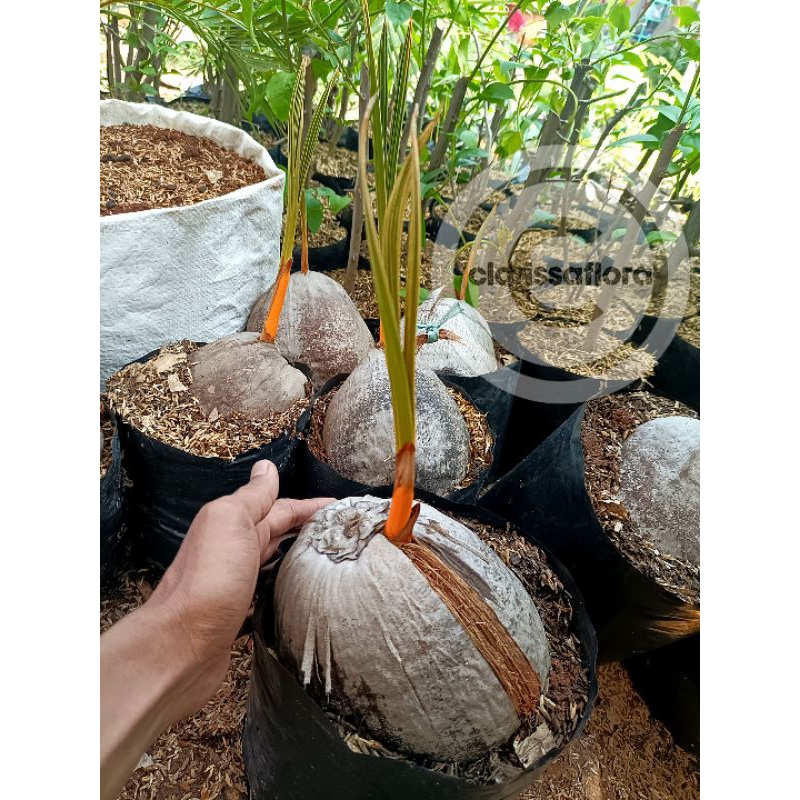 PROMO  Tanaman hias bahan bonsai pohon kelapa - tanaman hias hidup