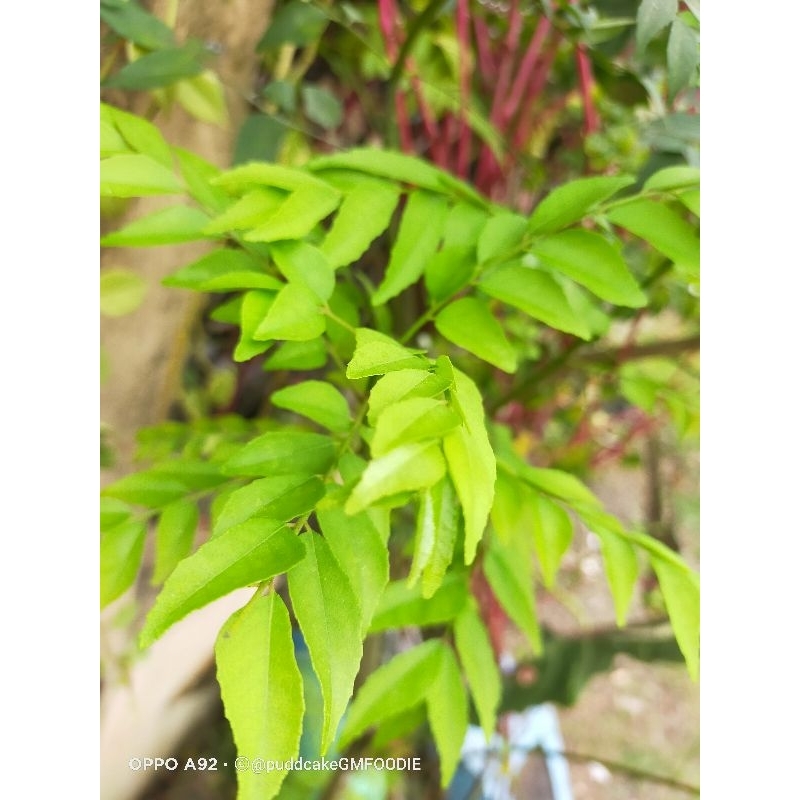

Daun Kari