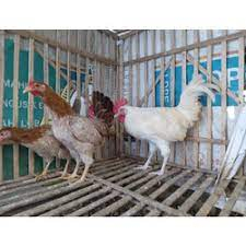 TELUR FERTIL AYAM ELBA RAS PETELUR