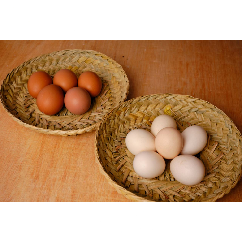 TELUR FERTIL AYAM BARREDROCK RAS PETELUR
