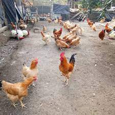 TELUR FERTIL AYAM MERAWANG RAS PETELUR