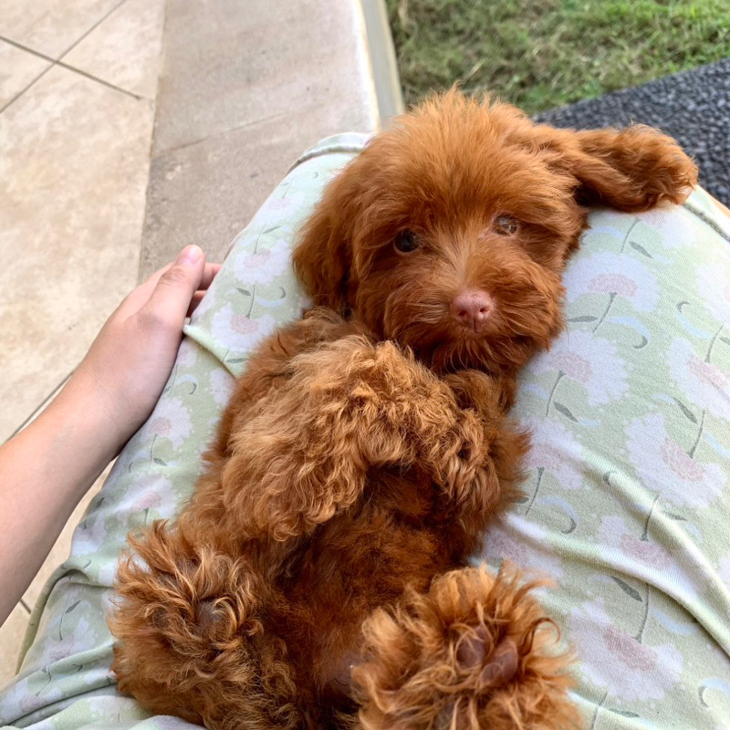 poodle betina 3 bulan