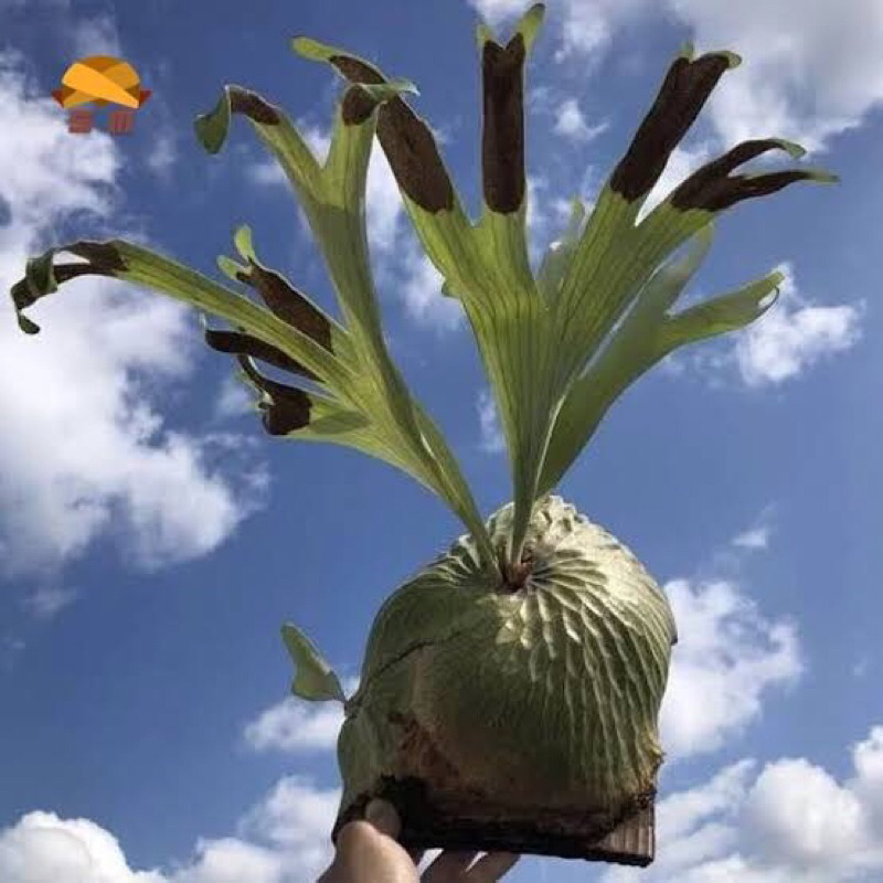platycerium dawboy baby | hybride madagascariense x vassei