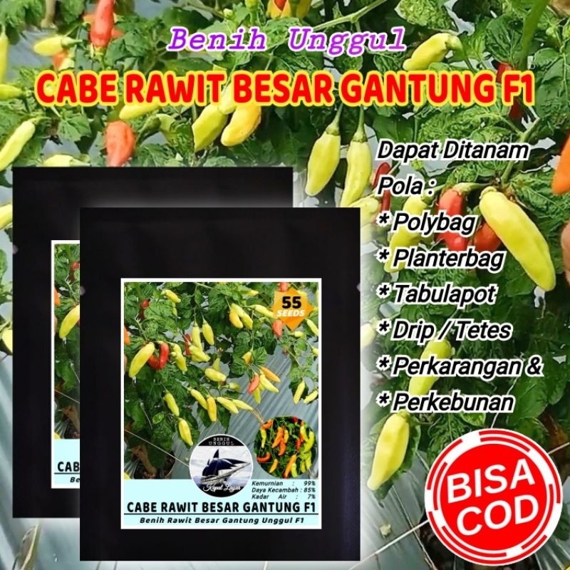 BENIH CABE RAWIT BESAR GANTUNG F1