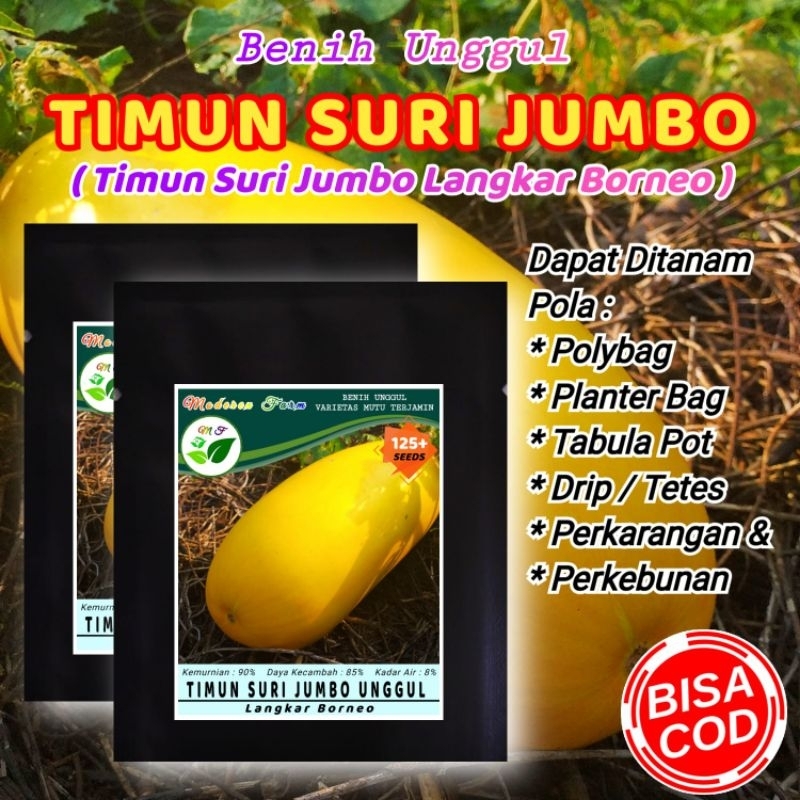 BENIH UNGGUL TIMUN SURI JUMBO LANGKAR BORNEO