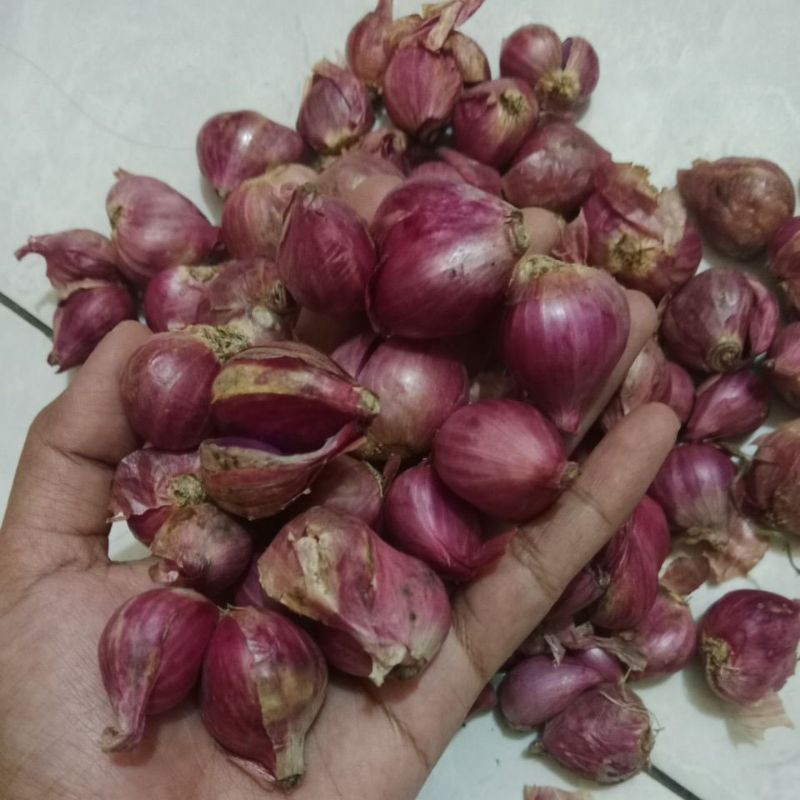 

bawang merah nganjuk murah