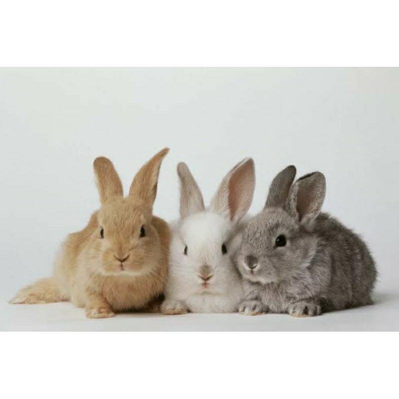 Jual Kelinci Klinci Kalenci Rabbit Lokal Hias lucu kuping panjang