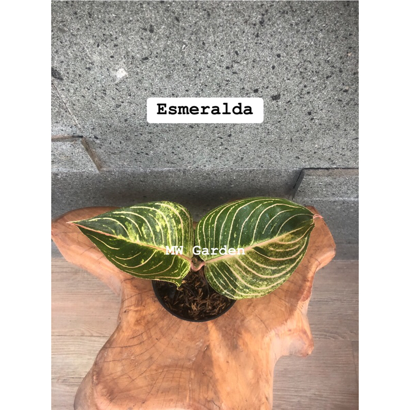 aglaonema Esmeralda