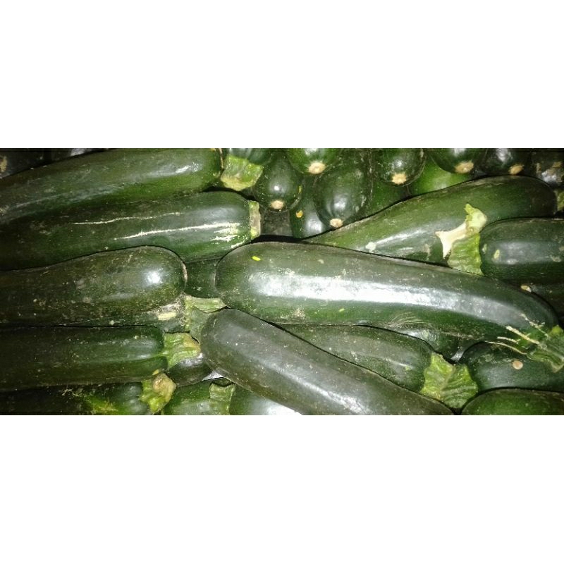 

TIMUN SUKINI ZUCCHINI ZUKINI