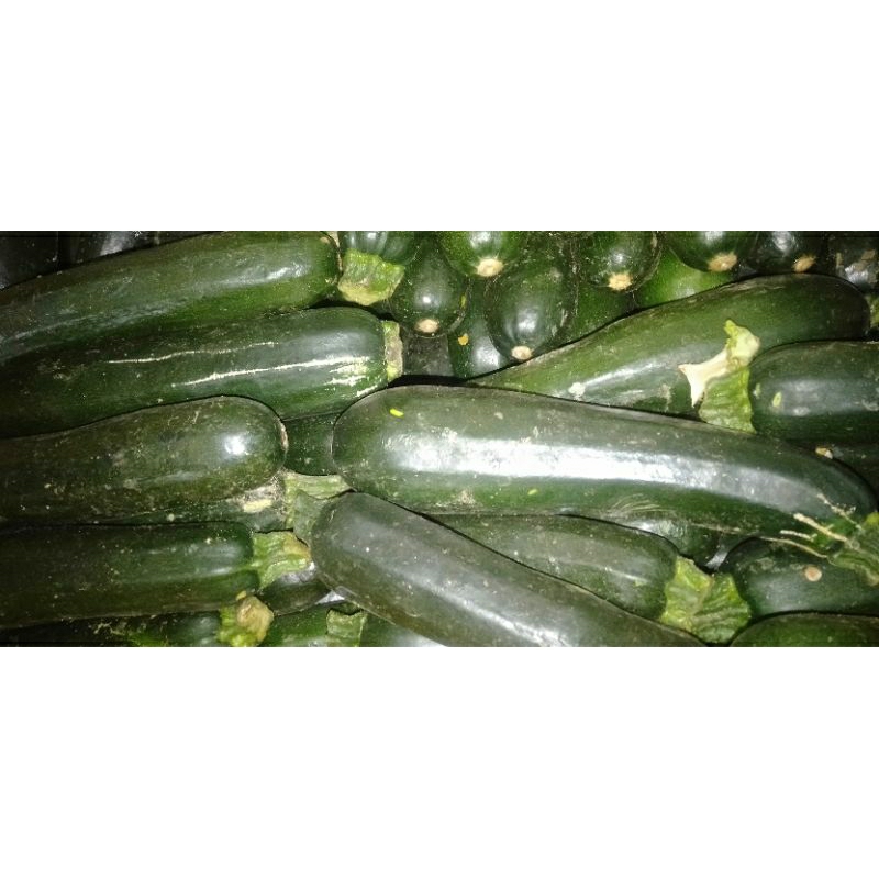 

TIMUN SUKINI ZUCCHINI ZUKINI SEGAR