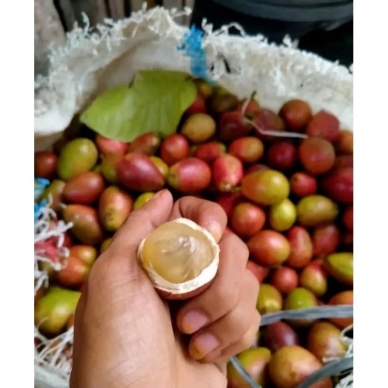 

BUAH MATOA 1KG FRESH SURABAYA