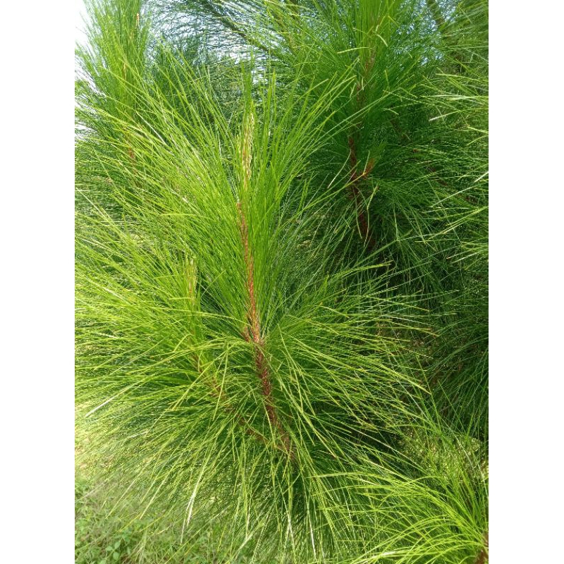 

DAUN PINUS YANG MASI SEGAR MURAH/KUALITAS TERBAIK