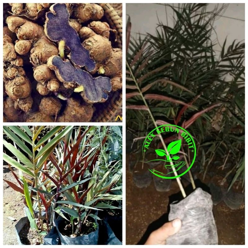 Bibit jahe hitam/ jahe Wulung asli