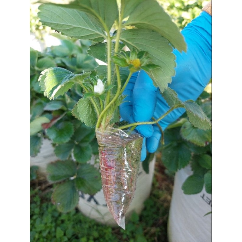 Bibit Strawberry Mencir Berbunga siap tanam fresh MURAH