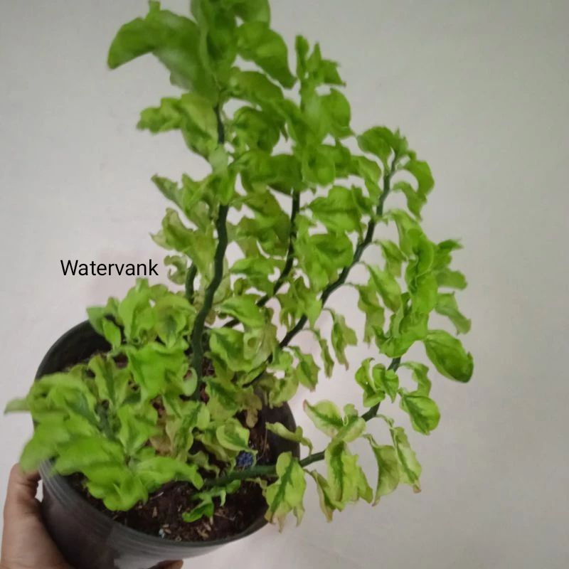 Tanaman hias gantung patah tulang ukuran dewasa