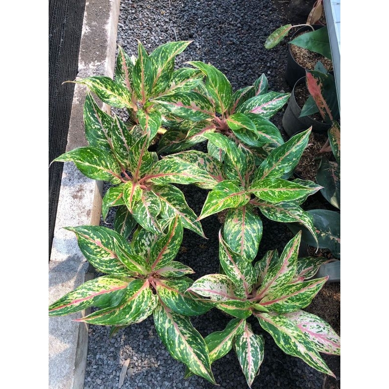 Aglaonema Butterfly