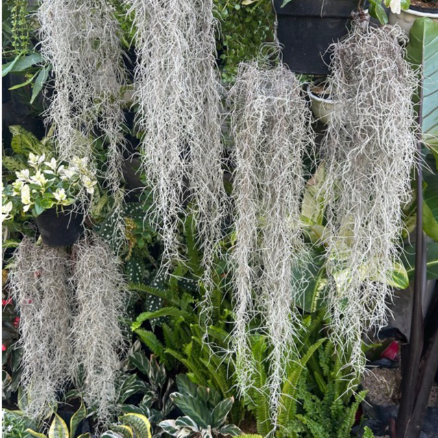 Tanaman hias Jenggot dewa / jenggut musa / Jenggot Musa / Tanaman udara 80-100cm