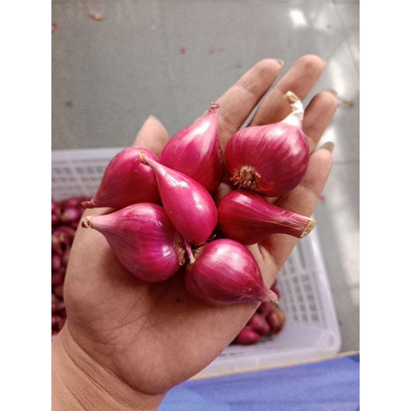 

BAWANG MERAH MURAH SUPER PROBOLINGGO