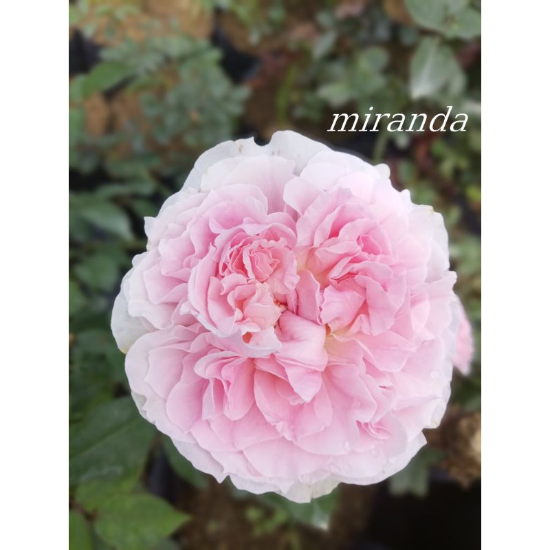 MAWAR IMPORT MIRANDA (INDUKAN)