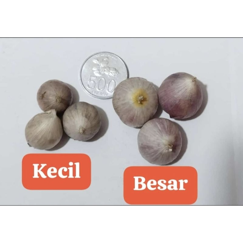 

BAWANG PUTIH TUNGGAL BAWANG LANANG BESAR