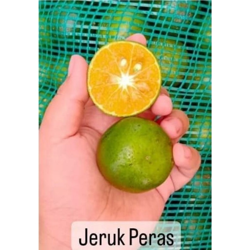 

jeruk peras 1 kg