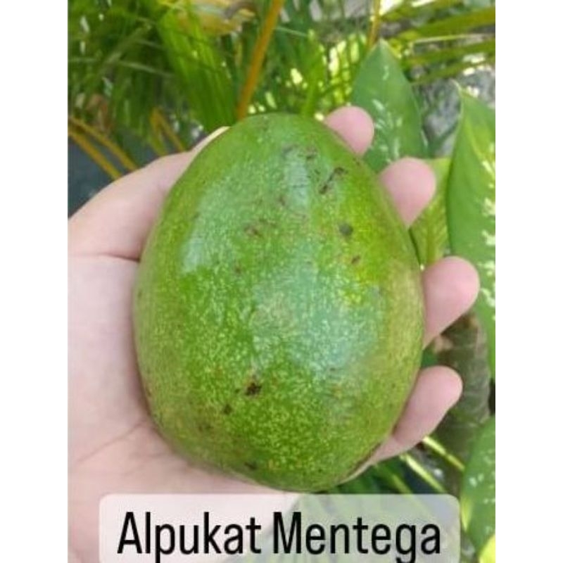 

Alpukat mentega 1 kg