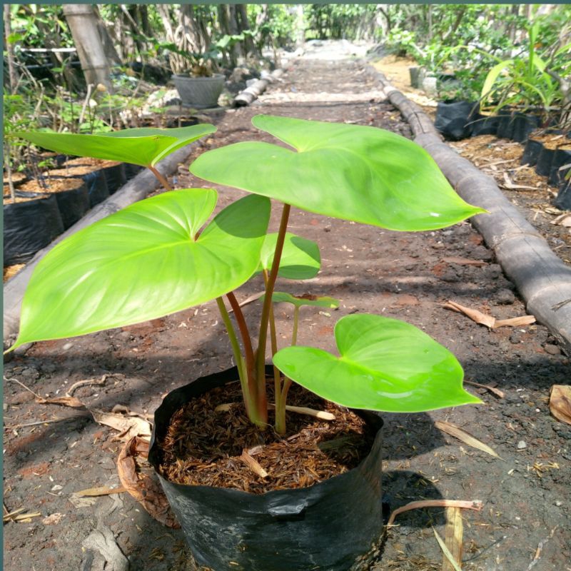 Tanaman hias Hamalomena