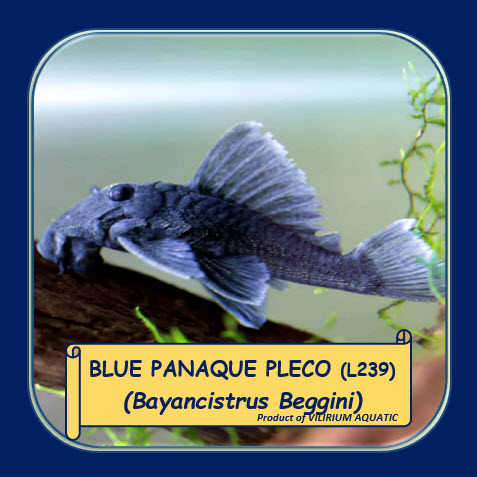 IKAN HIAS AIR TAWAR - BLUE PANAQUE PLECO / BAYANCISTRUS BEGGINI (L239)