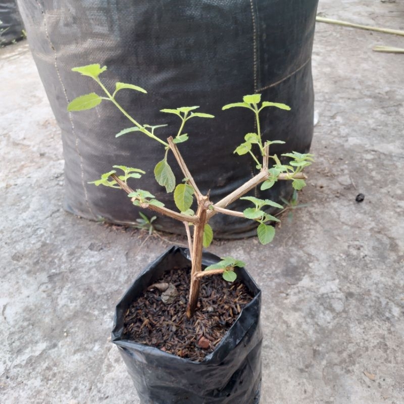 Tanaman bunga lantana bahan bonsai
