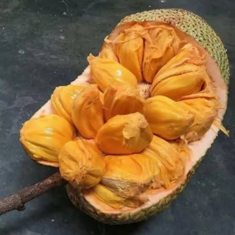 Bibit Buah Nangka Campedak King Merah Ukuran Jumbo 1 METER