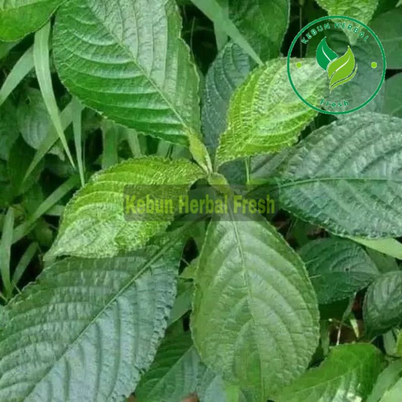 

Daun keji beling pecah beling fresh 1 kg