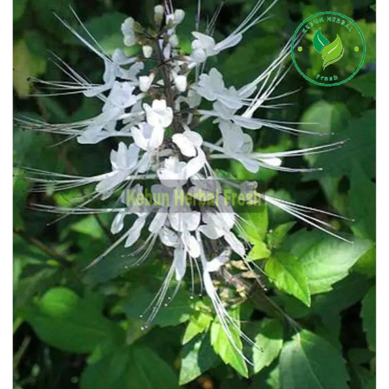 

Daun kumis kucing segar fresh 250 gram