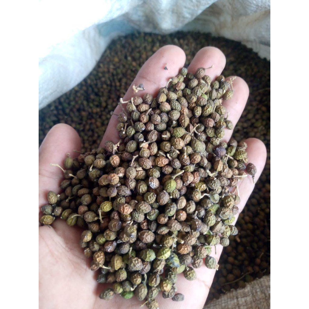 

BIJI KWALOT | WALOT | MALUR | MELUR KERING BUAH MAKASSAR 500 GRAM HERBAL DIABETES ANTI KANKER ALAMI