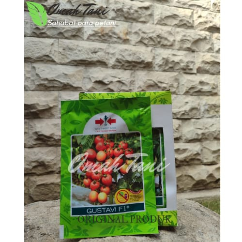 BENIH Tomat Gustavi F1, Gustavi Primed