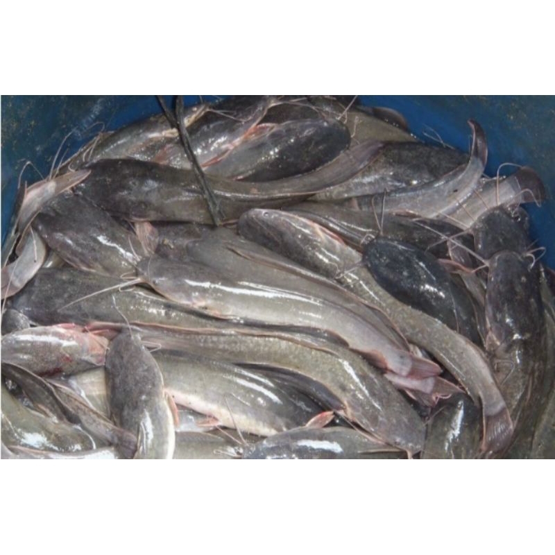 

ikan lele segar/kg