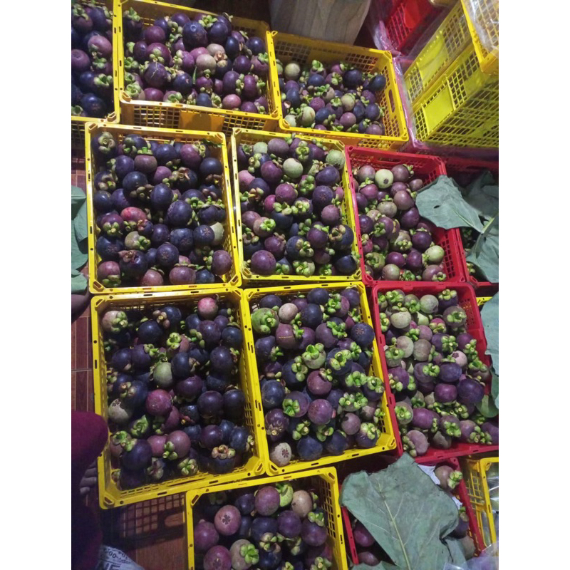 

Manggis Super Murah