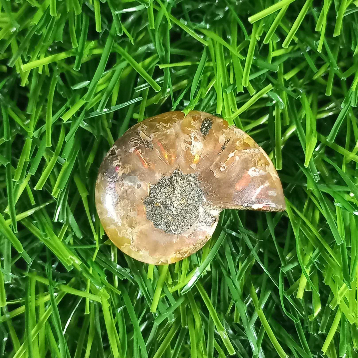 Fosil Rainbow Iridescent Ammonite FSL-178