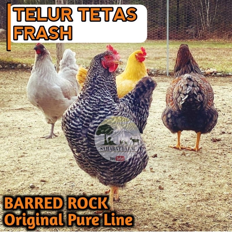 

Telur Tetas Fertil Ayam BARRED ROCK ORI - 1 butir