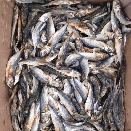 

Ikan Klotok/Peda Ikan Kering