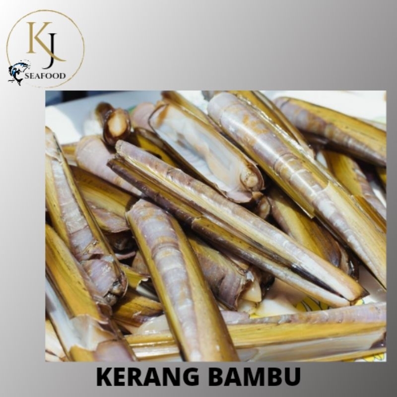 

Kerang Bambu Size Besar