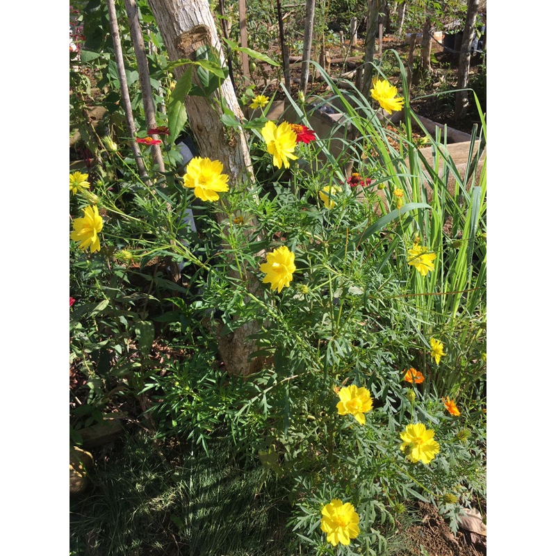 benih bunga cosmos sulferus / benih bunga kenikir kuning